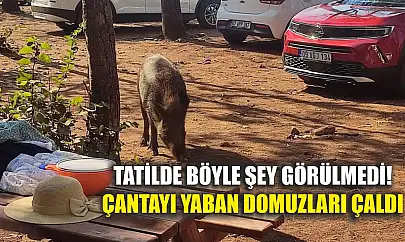 Tatilde böyle şey görülmedi! Çantayı yaban domuzları çaldı