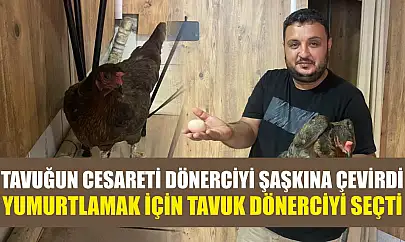 Tavuğun cesareti dönerciyi şaşkına çevirdi: Yumurtlamak için tavuk dönerciyi seçti