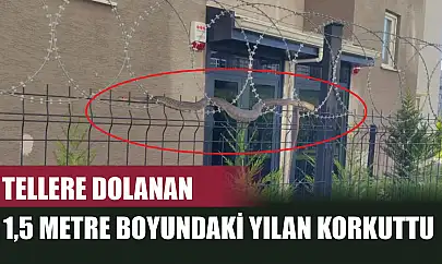 Tellere dolanan 1,5 metre boyundaki yılan korkuttu