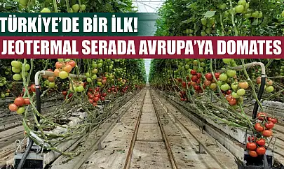 Türkiye'de bir ilk! Jeotermal serada Avrupa'ya domates