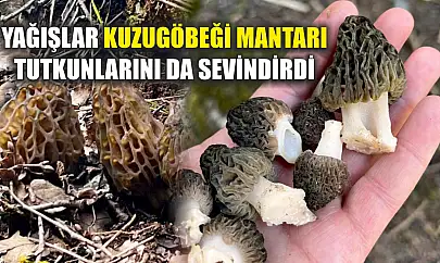 Yağışlar kuzugöbeği mantarı tutkunlarını da sevindirdi