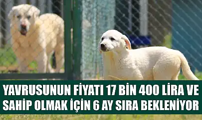 Yavrusunun fiyatı 17 bin 400 lira ve sahip olmak için 6 ay sıra bekleniyor
