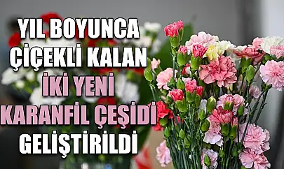 Yıl boyunca çiçekli kalan iki yeni karanfil çeşidi geliştirildi