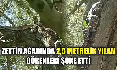 Zeytin ağacında 2,5 metrelik yılan görenleri şoke etti
