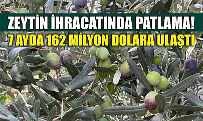 Zeytin ihracatında patlama! 7 ayda 162 milyon dolara ulaştı