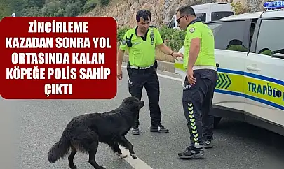 Zincirleme kazadan sonra yol ortasında kalan köpeğe polis sahip çıktı