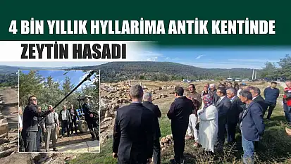 4 bin yıllık Hyllarima Antik Kentinde Zeytin hasadı