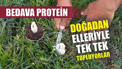 Bedava protein, doğadan elleriyle tek tek topluyorlar