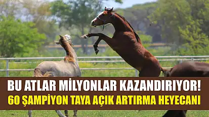 Bu Atlar Milyonlar Kazandırıyor! 60 Şampiyon Taya Açık Artırma Heyecanı