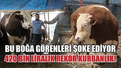 Bu boğa görenleri şoke ediyor: 420 bin liralık rekor kurbanlık!