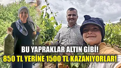 Bu yapraklar altın gibi! 850 TL yerine 1500 TL kazanıyorlar!