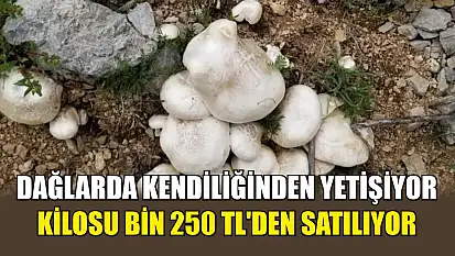 Dağlarda kendiliğinden yetişiyor, kilosu bin 250 TL'den satılıyor