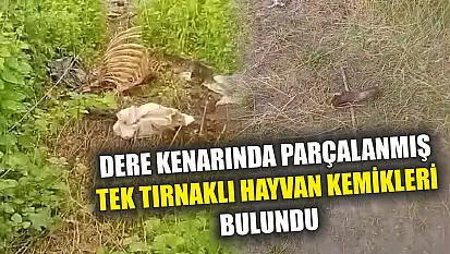 Dere kenarında parçalanmış tek tırnaklı hayvan kemikleri bulundu