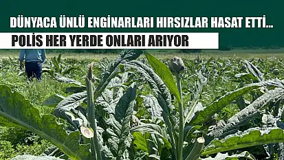 Dünyaca ünlü enginarları hırsızlar hasat etti... Polis her yerde onları arıyor