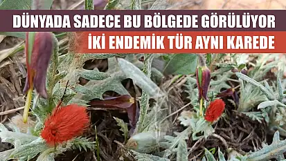 Dünyada sadece bu bölgede görülüyor: İki endemik tür aynı karede