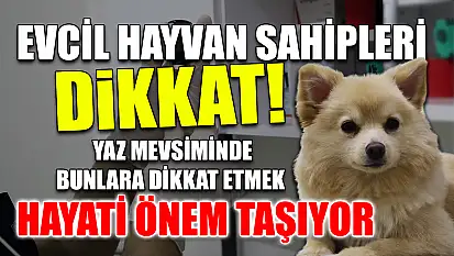 Evcil hayvan sahipleri dikkat! Yaz mevsiminde bunlara dikkat etmek hayati önem taşıyor