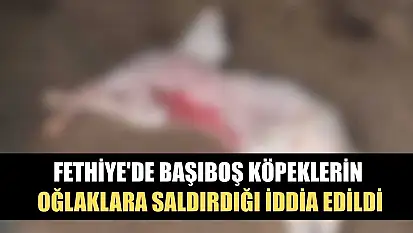 Fethiye'de başıboş köpeklerin oğlaklara saldırdığı iddia edildi