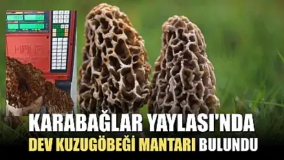 Karabağlar Yaylası'nda dev kuzugöbeği mantarı bulundu