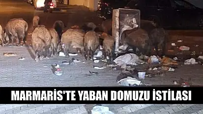 Marmaris'te yaban domuzu istilası