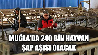 Muğla'da 240 bin hayvan şap aşısı olacak