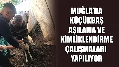 Muğla'da küçükbaş aşılama ve kimliklendirme çalışmaları yapılıyor