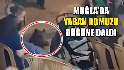 Muğla'da Yaban domuzu düğüne daldı