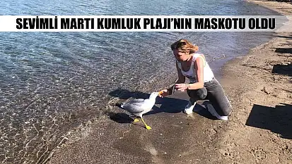 Sevimli martı Kumluk Plajı'nın maskotu oldu