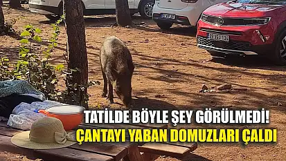 Tatilde böyle şey görülmedi! Çantayı yaban domuzları çaldı