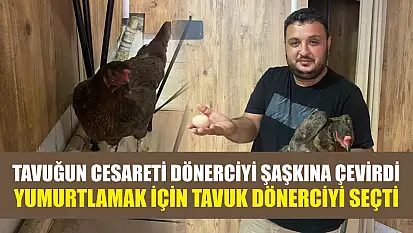Tavuğun cesareti dönerciyi şaşkına çevirdi: Yumurtlamak için tavuk dönerciyi seçti