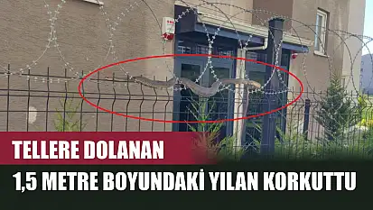 Tellere dolanan 1,5 metre boyundaki yılan korkuttu