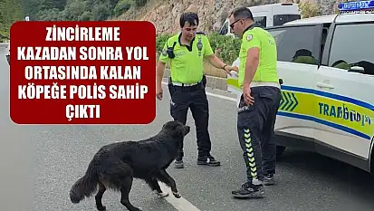 Zincirleme kazadan sonra yol ortasında kalan köpeğe polis sahip çıktı