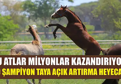 Bu Atlar Milyonlar Kazandırıyor! 60 Şampiyon Taya Açık Artırma Heyecanı