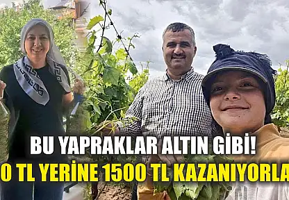 Bu yapraklar altın gibi! 850 TL yerine 1500 TL kazanıyorlar!