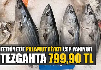 Fethiye'de palamut fiyatı cep yakıyor: Tezgahta 799,90 TL