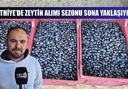 Fethiye'de zeytin alımı sezonu sona yaklaşıyor
