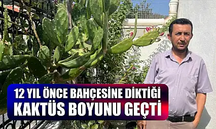 12 yıl önce bahçesine diktiği kaktüs boyunu geçti