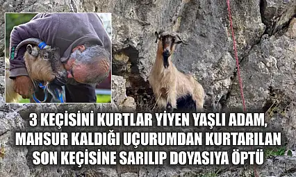 3 keçisini kurtlar yiyen yaşlı adam, mahsur kaldığı uçurumdan kurtarılan son keçisine sarılıp doyasıya öptü