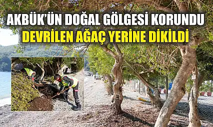 Akbük'ün Doğal Gölgesi Korundu: Devrilen Ağaç Yerine Dikildi
