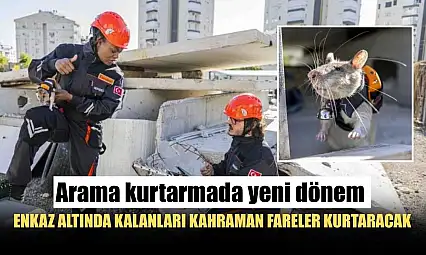 Arama kurtarmada yeni dönem: Enkaz altında kalanları kahraman fareler kurtaracak