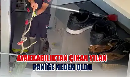 Ayakkabılıktan çıkan yılan paniğe neden oldu