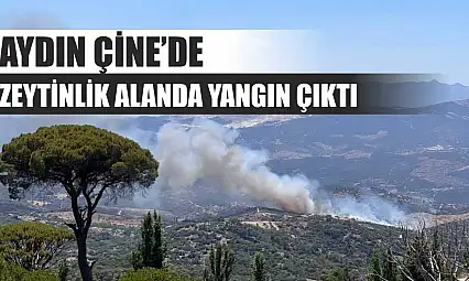 Aydın Çine'de zeytinlik alanda yangın çıktı