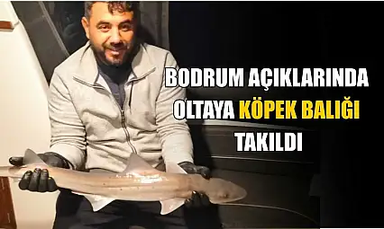Bodrum açıklarında oltaya köpek balığı takıldı