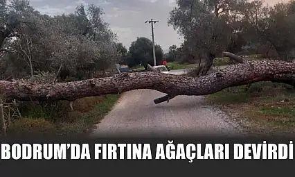 Bodrum'da fırtına ağaçları devirdi