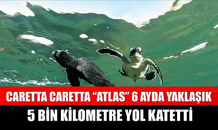 Caretta caretta 'Atlas' 6 ayda yaklaşık 5 bin kilometre yol katetti