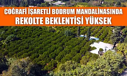 Coğrafi işaretli Bodrum mandalinasında rekolte beklentisi yüksek