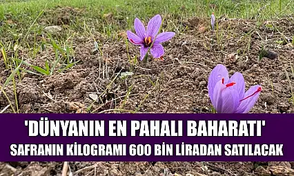 'Dünyanın en pahalı baharatı' safranın kilogramı 600 bin liradan satılacak