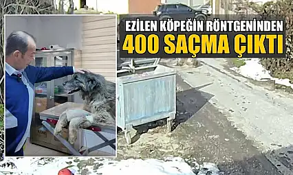 Ezilen köpeğin röntgeninden 400 saçma çıktı