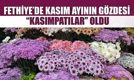Fethiye'de Kasım ayının gözdesi 'Kasımpatılar' oldu