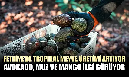 Fethiye'de tropikal meyve üretimi artıyor: Avokado, muz ve mango ilgi görüyor