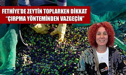 Fethiye'de Zeytin Toplarken Dikkat: 'Çırpma Yönteminden Vazgeçin'